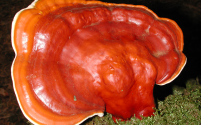 Reishi (Ganoderma lucidum)