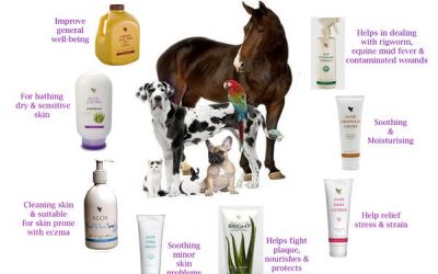 ALOE VERA I KUĆNI LJUBIMCI
