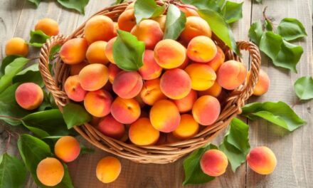 Marelice – prirodni izvor vitamina